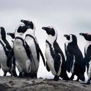 Африкански пингвини: характеристики на външната структура и поведение
