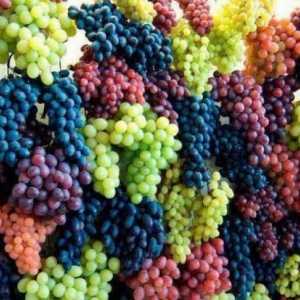 `Agate Don` (грозде): описание, рецензии