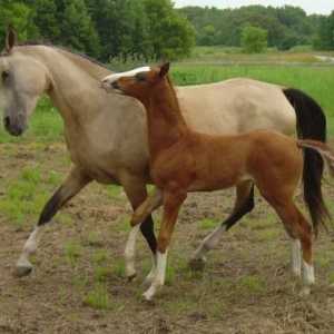 Akhal-Teke коне порода - необичайна външност!