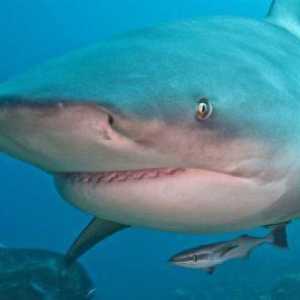 Акула бикът е единствената акула, живееща в прясна вода.