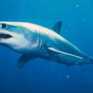 Shark-mako: снимка и описание. Скорост на акула-мако в атака