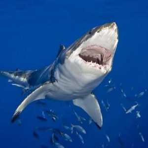 Акула синьо: описание на вида, местообитание, произход и особености