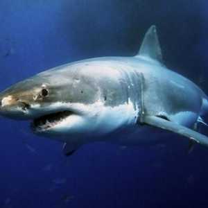 Тумор на акула: описание и снимка