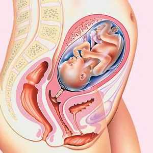 Акушерство бременност и реални. Определете продължителността на бременността чрез ултразвук
