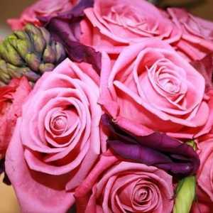 Aqua-rose - основната украса на вашата градина