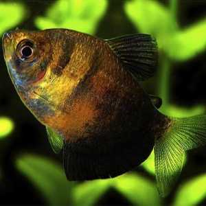 Аквариум риба от тръни: принцеса на подводното царство