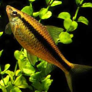 Aquarium fish algaeids: описание, характеристики на съдържанието, грижа и обратна връзка