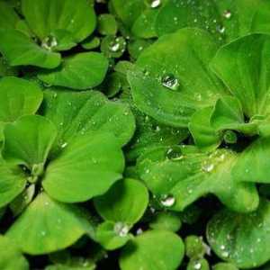 Аквариум растителна пистия или водна салата: описание, снимка, съдържание