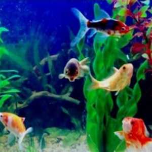 Аквариумни риби: съвместимост на видовете