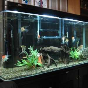 Джибо аквариуми: описание на устройството, отзиви