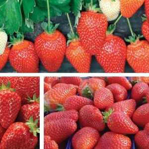 "Алба" (ягоди): описание на сорта
