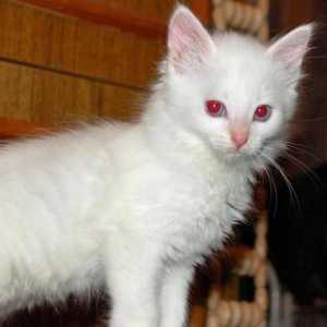 Албино-котка: описание, характер и характеристики на съдържанието. Албинизъм ген