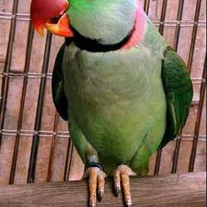 Александрийският папагал е интелектуалец и гей дрънкане
