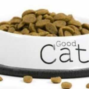 Алергия към котешка храна: симптоми и лечение