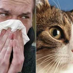 Атака на котките се проявява? Как да се лекува алергия към котки