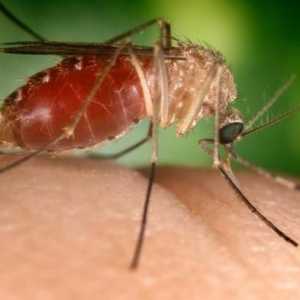 Алергия към ухапване от комар при дете. Първа помощ и защита