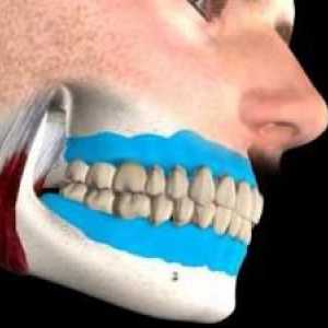 Алвеоларен процес на челюстта