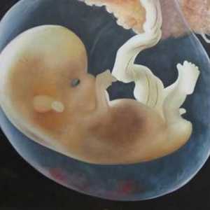 Amnion е една от ембрионалните мембрани на ембриони от влечуги, птици, бозайници