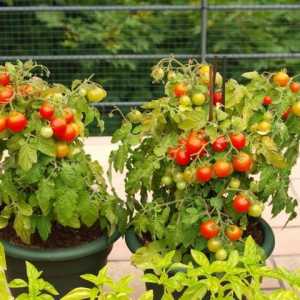 Ампели домати - декорация на балкона