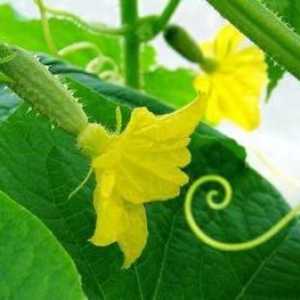 Купидон (краставици): описание и отзиви