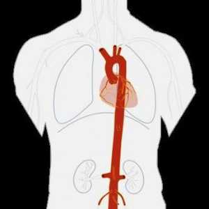 Анатомия на аортата и нейните клони