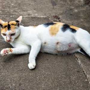 Анатомия на домашните любимци: колко зърна в котка