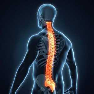Анатомия на гръбначния стълб: спинозен процес