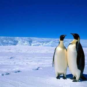 Антарктика: населението на континента. Руски антарктически станции