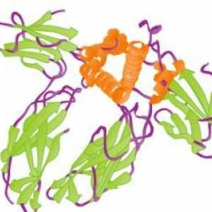 Антитела към TSH рецепторите: анализ