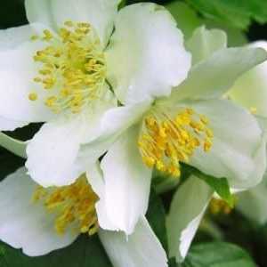 Ароматни жасмин цветя във вашата градина