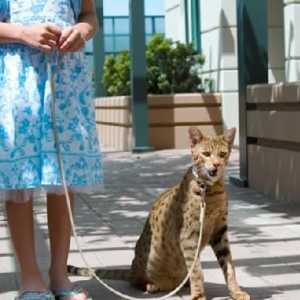 Ашер е най-голямата порода котка