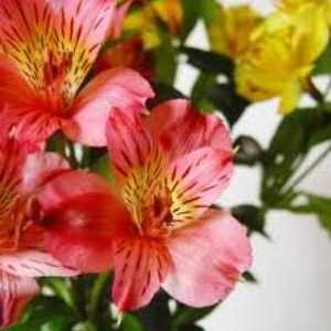 Astrameriya - цветя за вашия дом и градина
