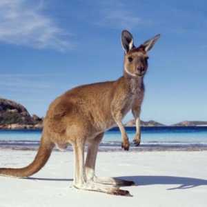 Австралия: форма на управление, описание, история и интересни факти