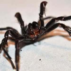 Австралийски паяци: описание, видове, класификация и интересни факти