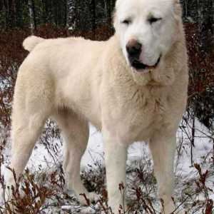 Азия, куче. Кученца азиатски овчар: снимка. Централноазиатско овчарско куче
