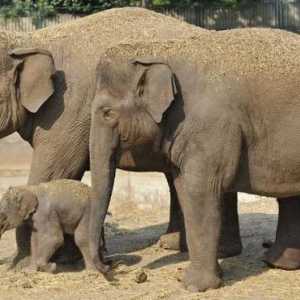 Азиатски слонове: описание, характеристики, начин на живот, хранене и интересни факти