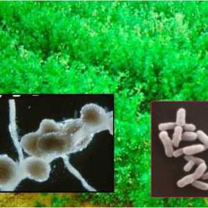 Бактерии за фиксиране на азот: местообитания, функции