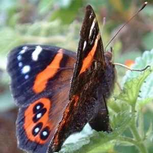 Butterfly Admiral - красиво творение на природата