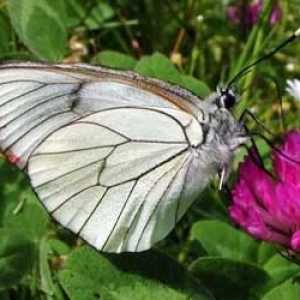 Butterfly-hawthorn: невинен, но много вредни
