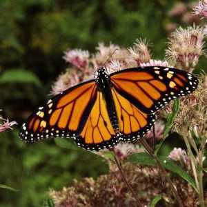 Butterfly monarch: особености на развитието и местообитания