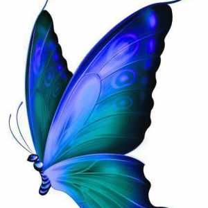 Пеперуда, описание, характеристики на видовете
