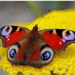 Пепеляво око на пеперудата - трепереща красота