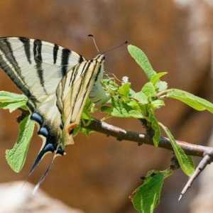 Пеперуди на подплатата: описание, жизнен цикъл, местообитания. Поглъщайте машина