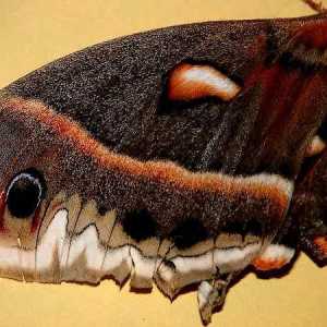 Пеперуда с остриета на крилата: структура и особености