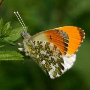 Пеперуда пеперуда: снимка и описание