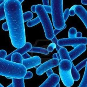Бактериите са причинителите, чиито заболявания? Човешки заболявания, причинени от бактерии