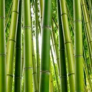 Бамбуков стил - одеяло, което укрепва здравето