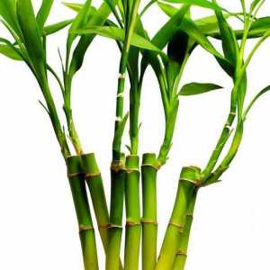 Бамбук: къде расте и с каква скорост? Има бамбукова трева или дърво?