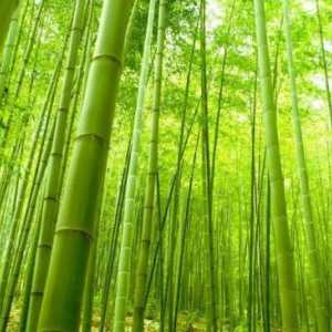 Бамбукови влакна: какво е това, плюсовете и минусите на продуктите от бамбук