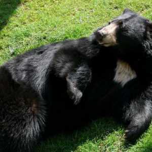 Барибал (черна мечка): описание, външен вид, особености, местообитания и интересни факти